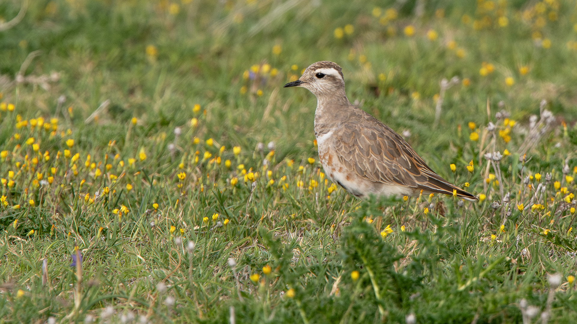 Eurasian Dotterel